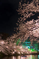 夜桜④