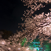 夜桜④