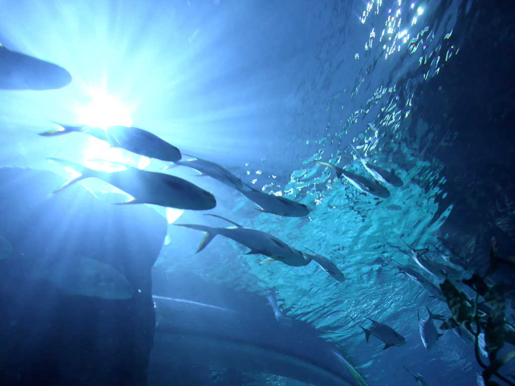 into the blue