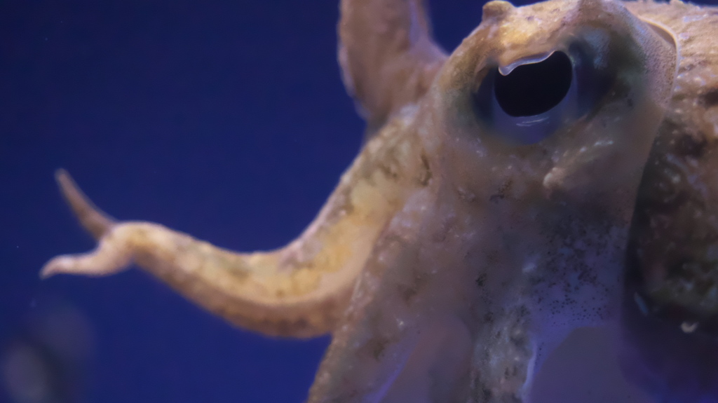deep ones 7