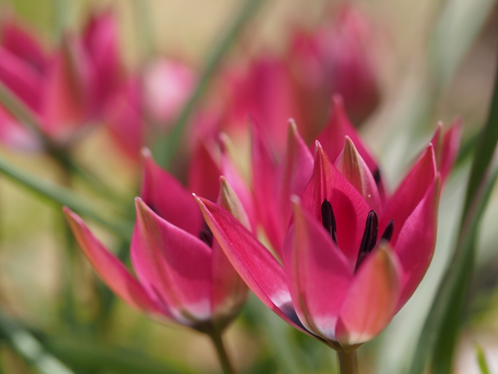colors in spring