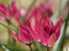 colors in spring