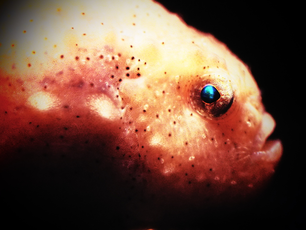deep ones 3