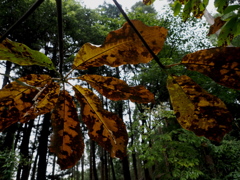 leaffall in fall