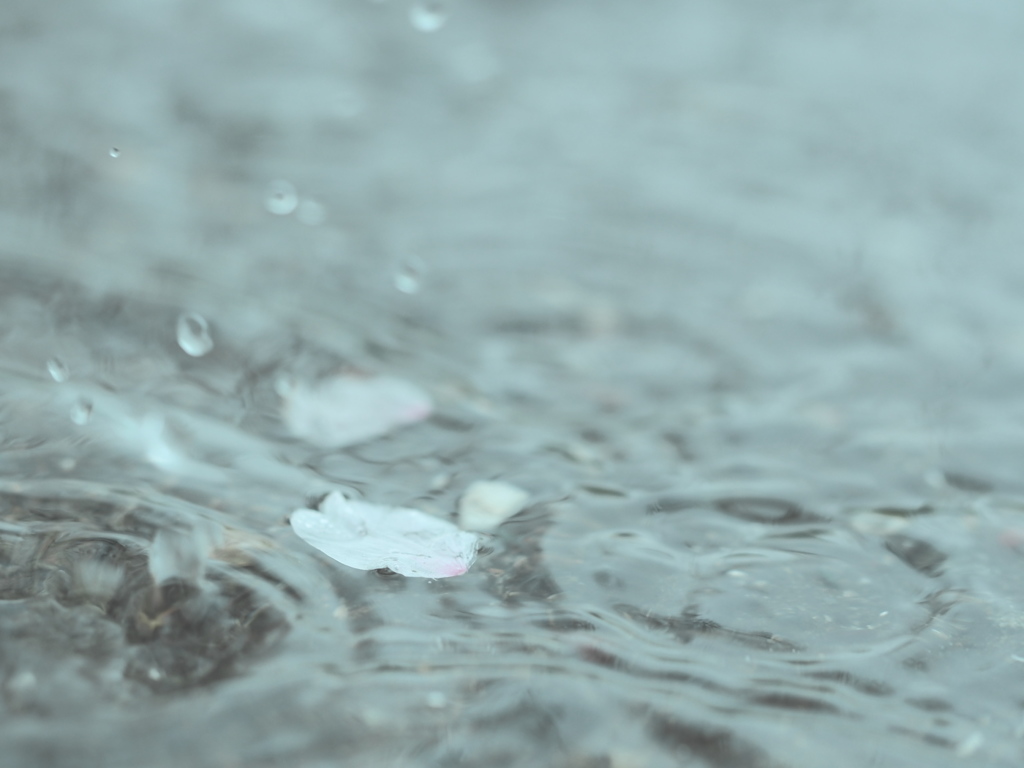 spring in rain