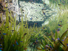blue planet