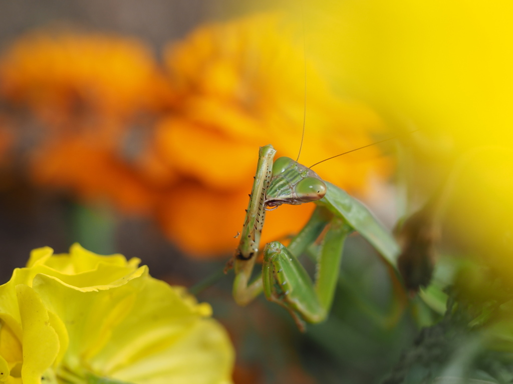 a hunter in green 2