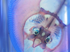 deep ones 2