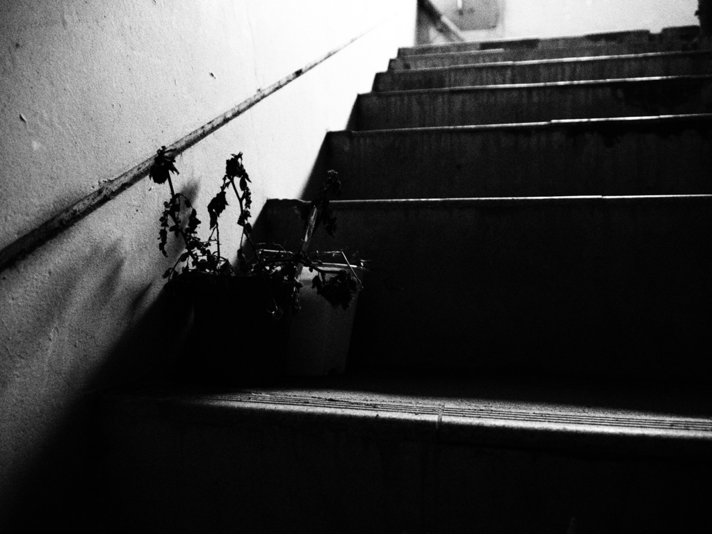 forgotten flower
