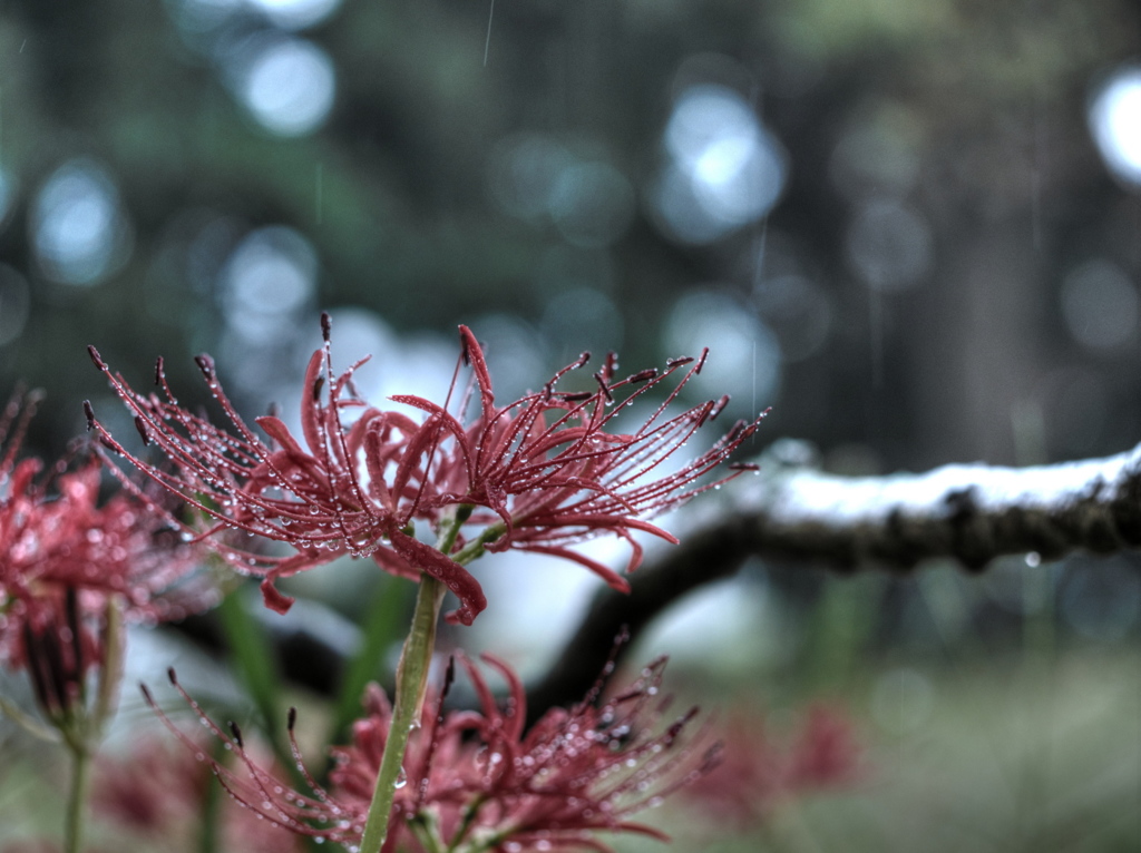 rainfall in fall 2