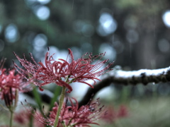 rainfall in fall 2