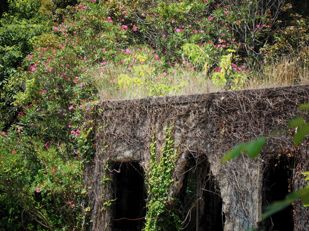 lost in flower