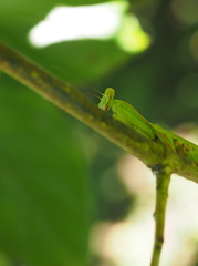 a hunter in green