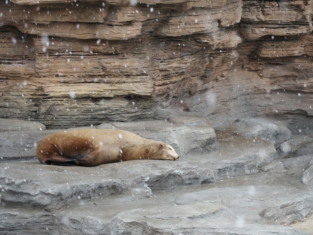 like a log