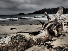 nothing for the sea 13
