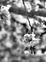 forgotten flower 2
