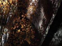 fallen shades