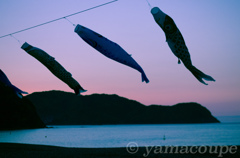 朝日に浮かぶ鯉のぼり
