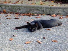 公園の黒猫