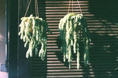 植木鉢