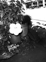 夏の花