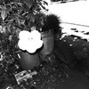 夏の花