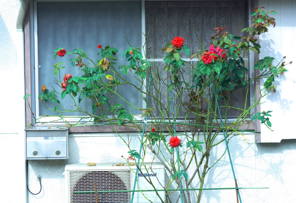 朝陽Ⅱ