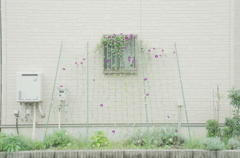 あさがお