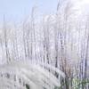 すすき