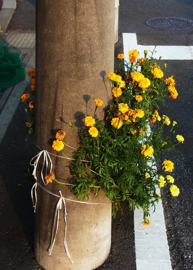 黄色い花