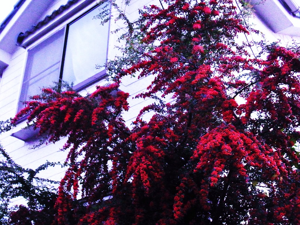 SANZASHI HOUSE
