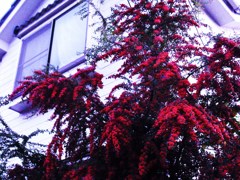 SANZASHI HOUSE