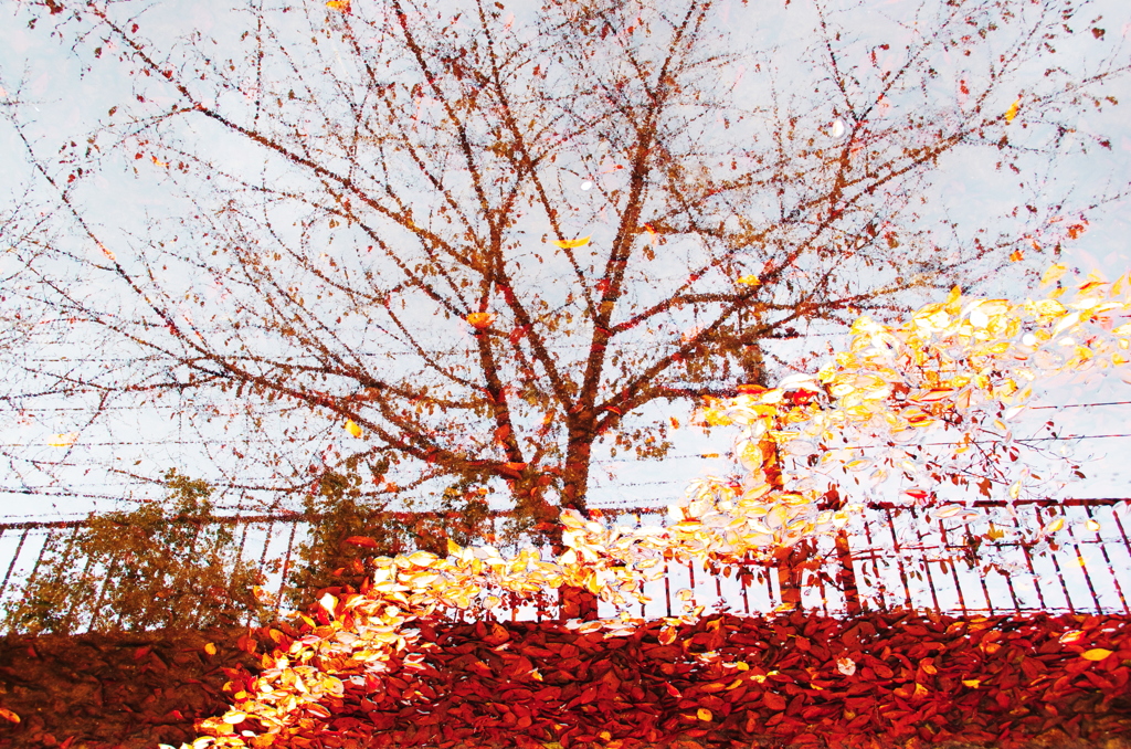 紅葉