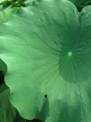 夏の下
