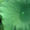 夏の下