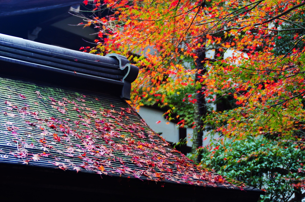 京都の秋