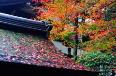 京都の秋