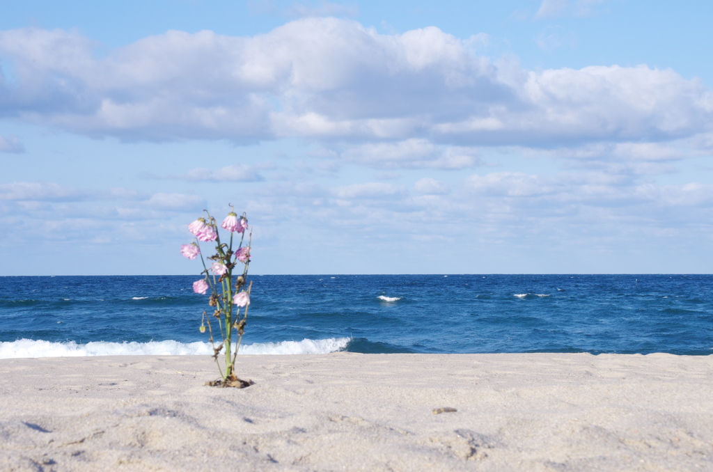 海と花