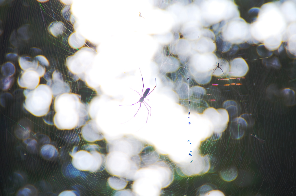 ひかりぐも