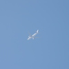 飛行機