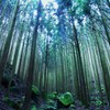 大雲取越