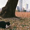 どこ吹く風