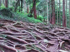木の根