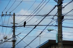 カラス