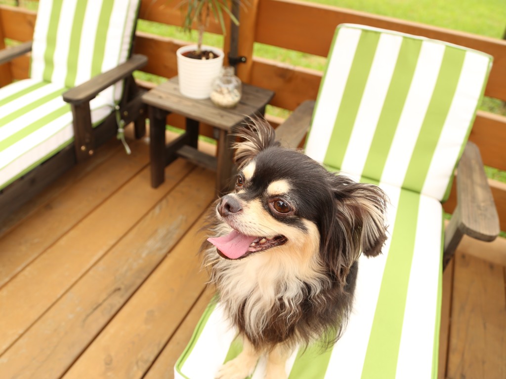 犬用ビーチベット