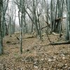 a tree