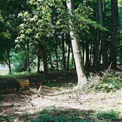 forest and light