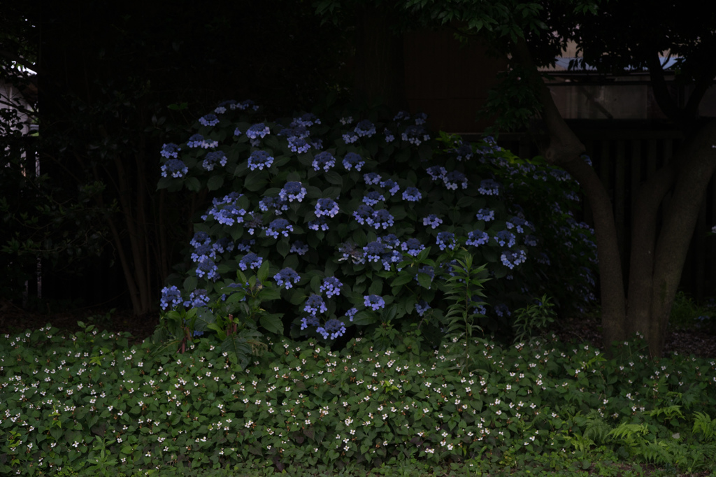 A blue