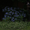 A blue