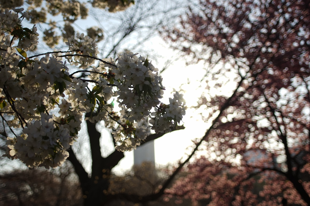 胸いっぱいの陽を